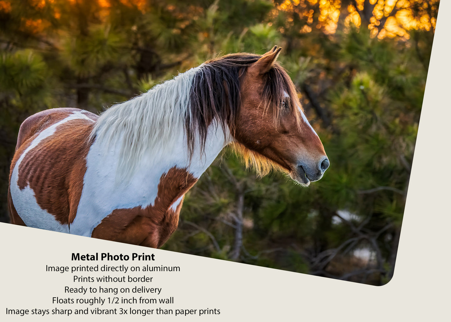 Salvaje al atardecer