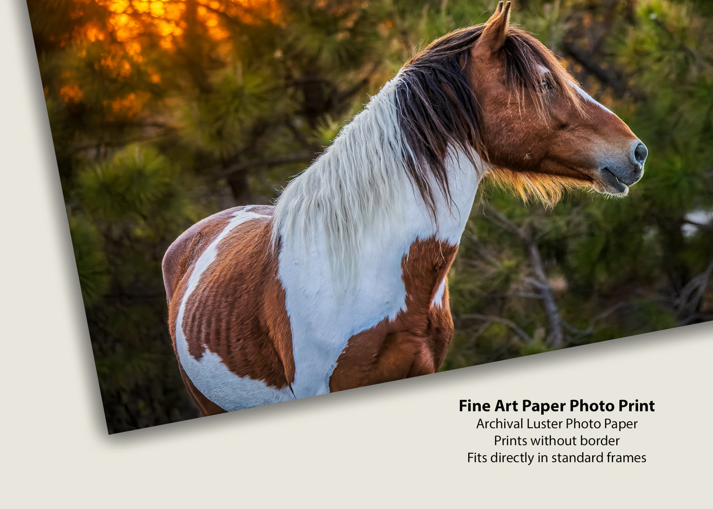 Salvaje al atardecer