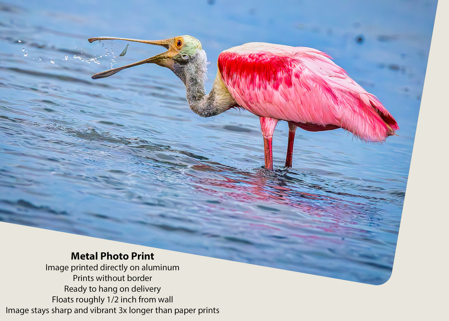 Atrapando la cena con una espátula rosada