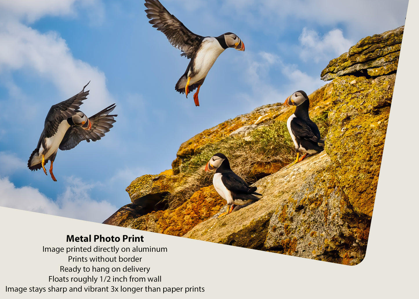 Final Approach at Puffin Ridge