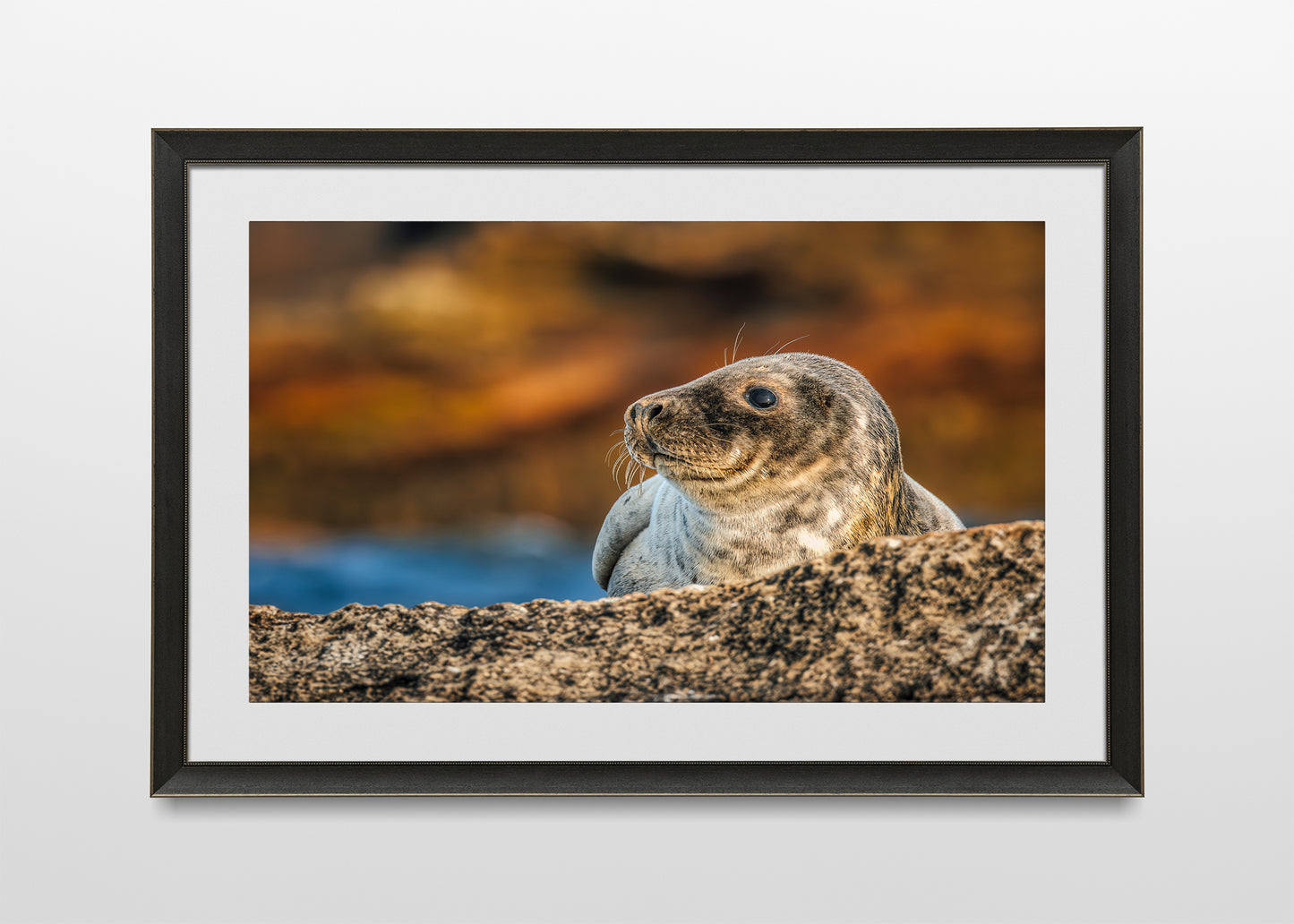 Cría de foca en las rocas