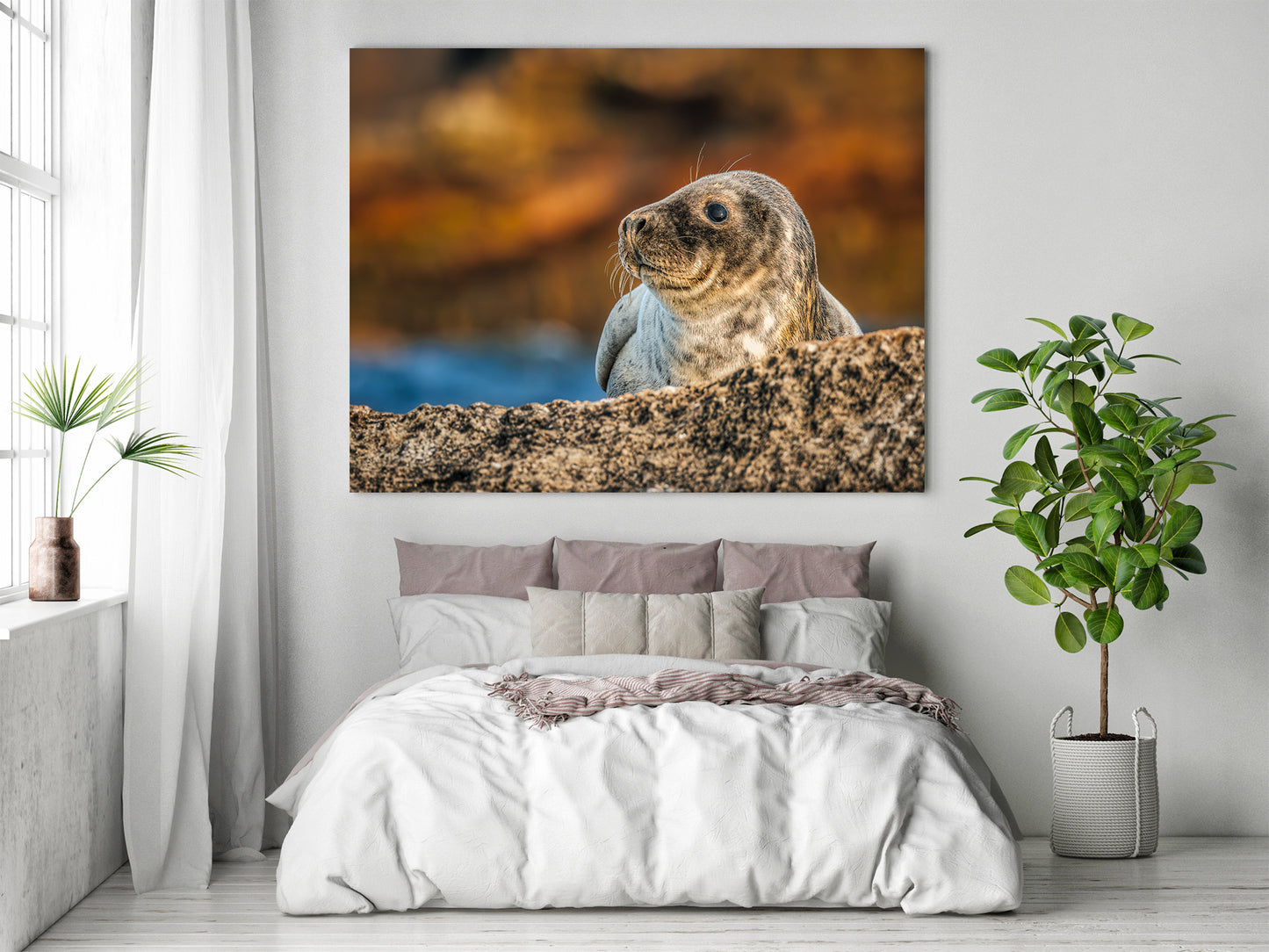 Cría de foca en las rocas