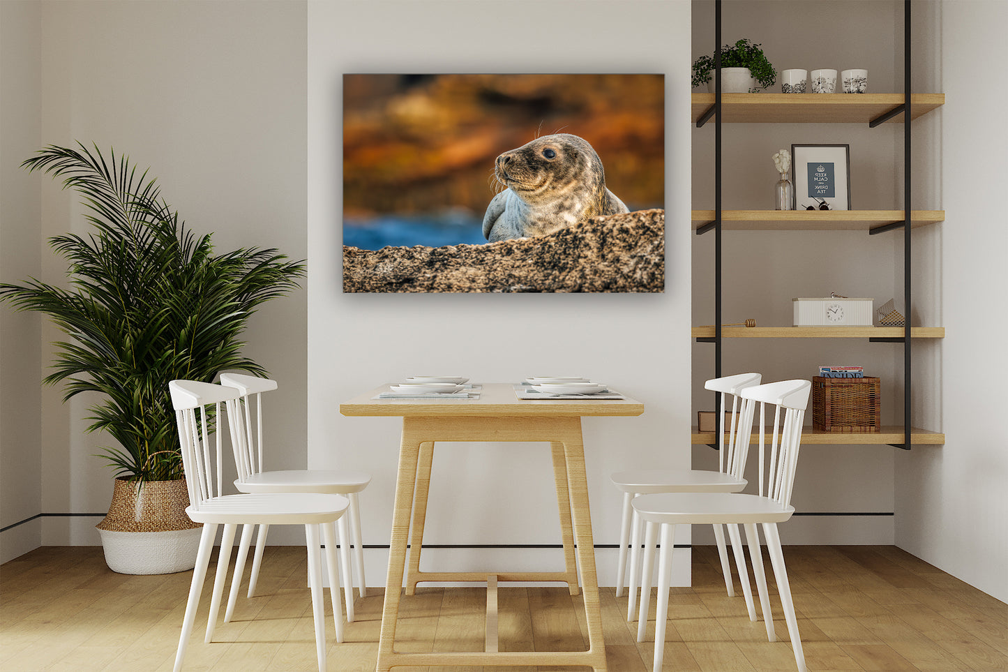 Cría de foca en las rocas