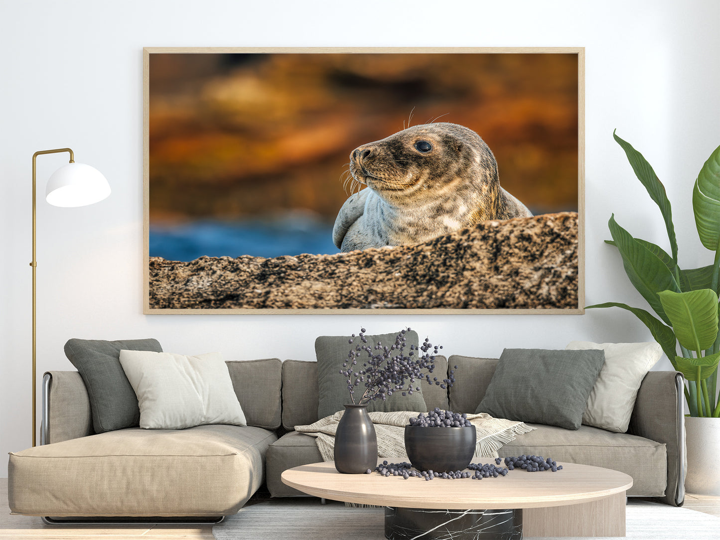 Cría de foca en las rocas