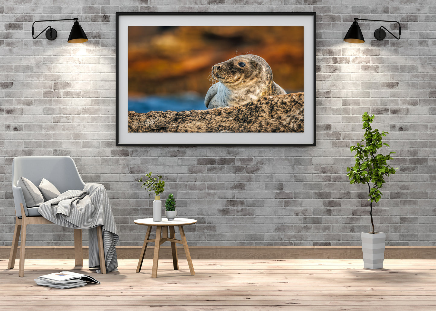 Cría de foca en las rocas