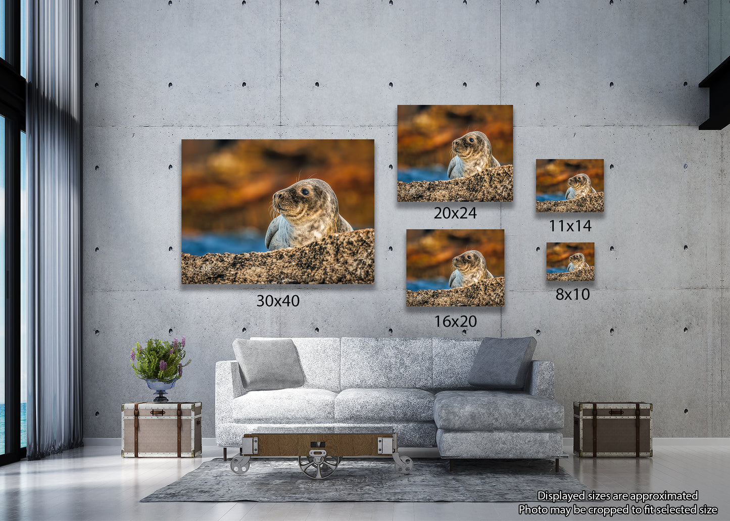 Cría de foca en las rocas