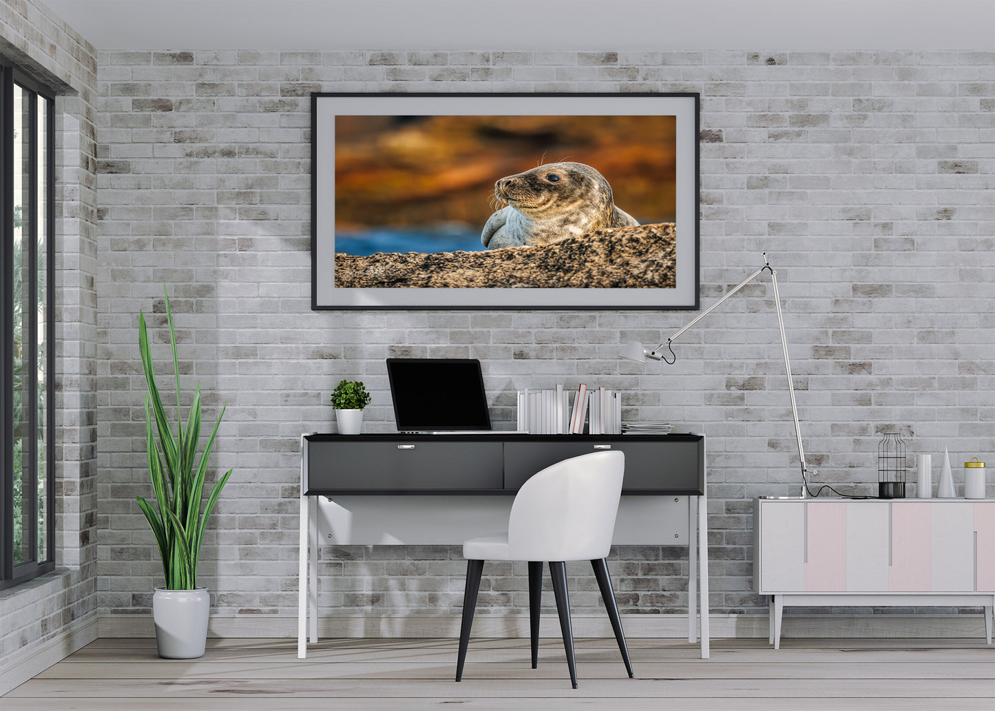 Cría de foca en las rocas