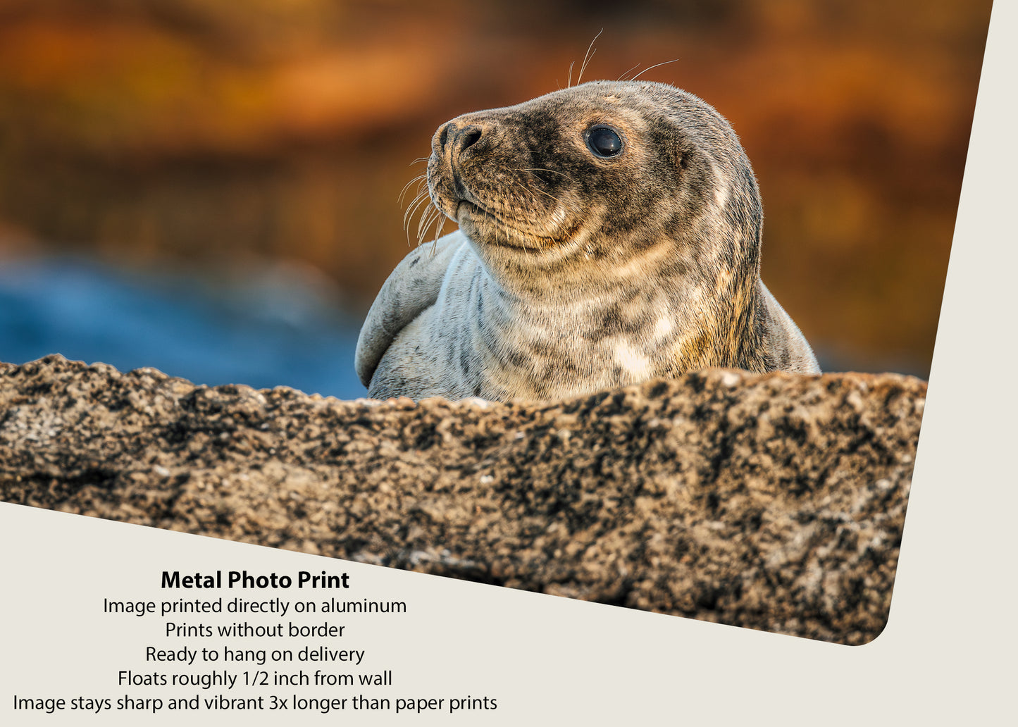 Cría de foca en las rocas