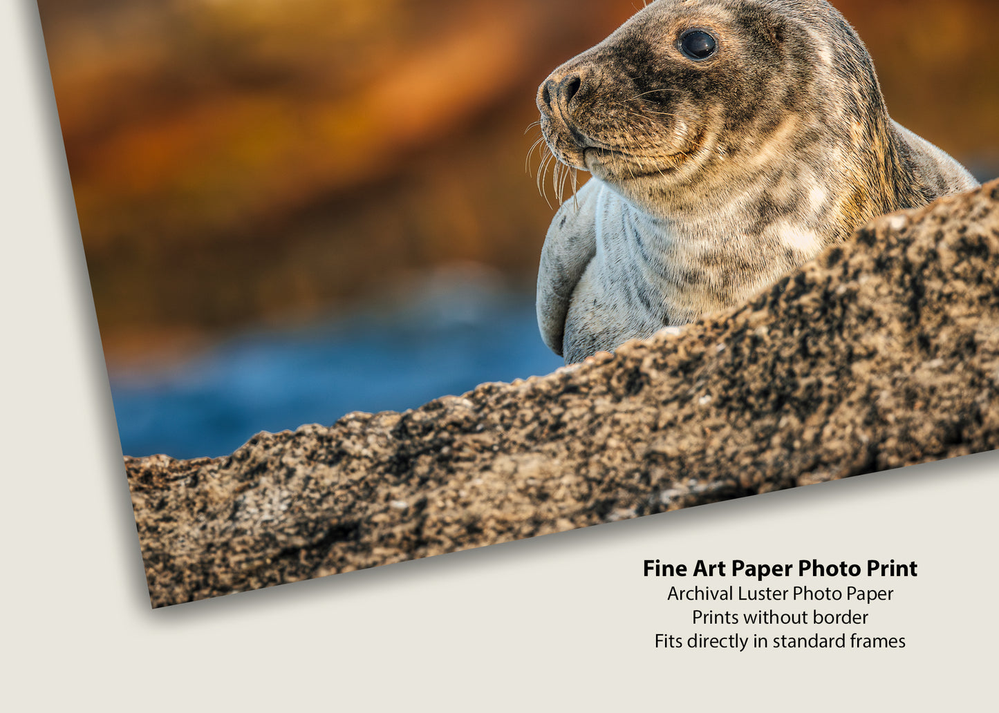 Cría de foca en las rocas