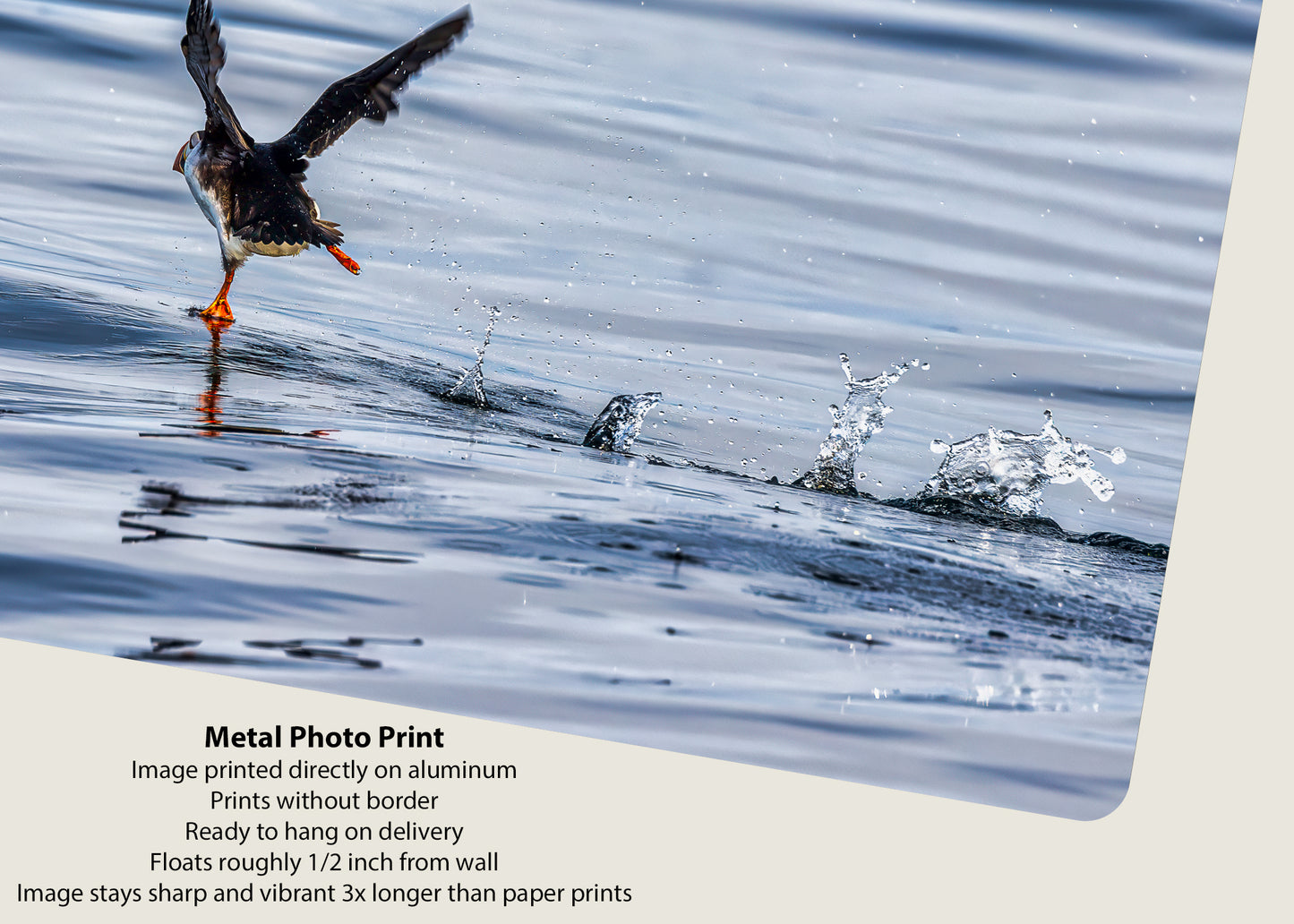 Puffin with Every Step