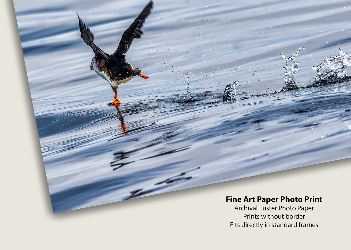 Puffin with Every Step