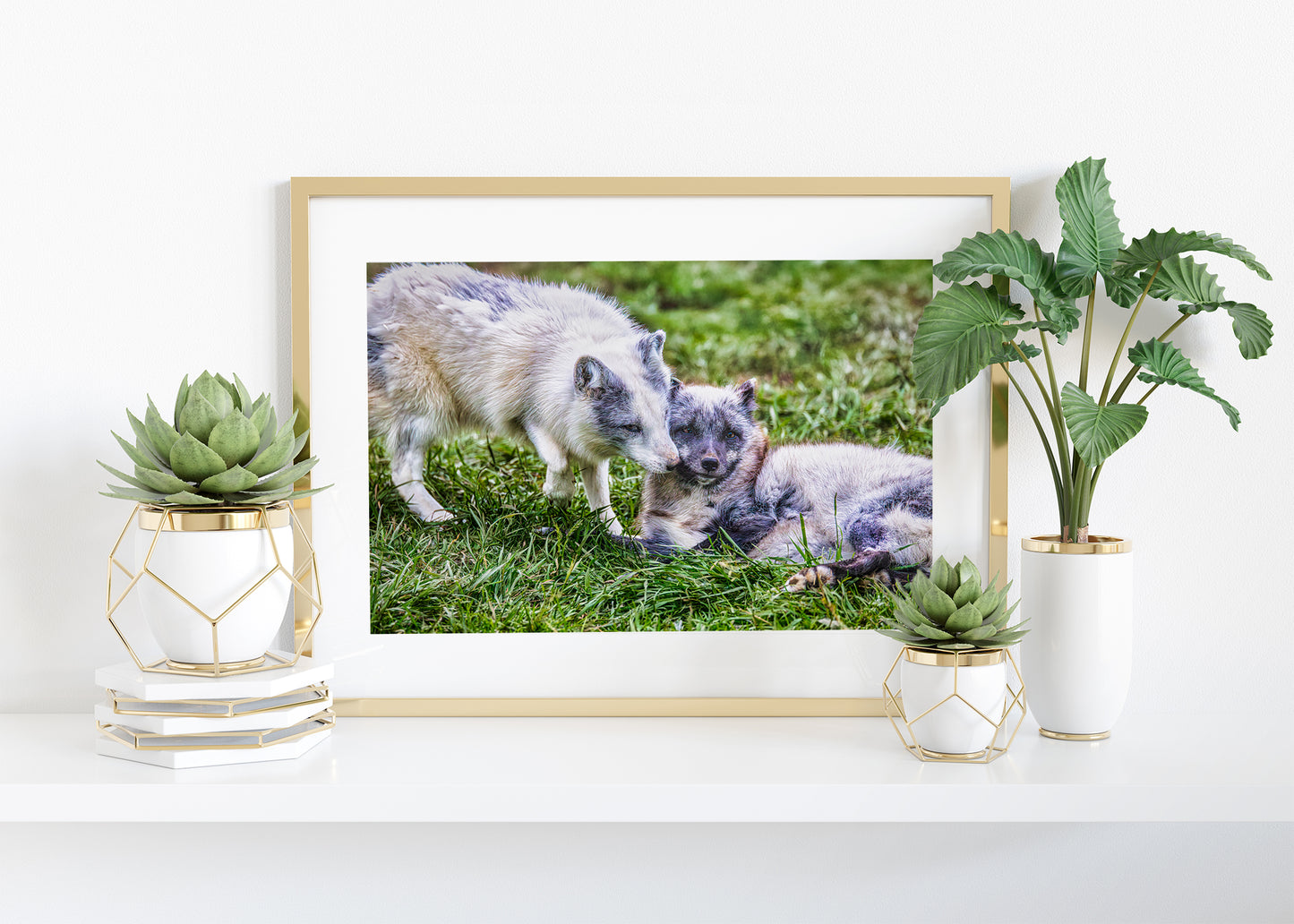 Amor de cachorro en el Ártico