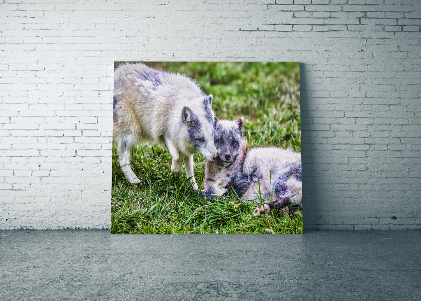 Amor de cachorro en el Ártico