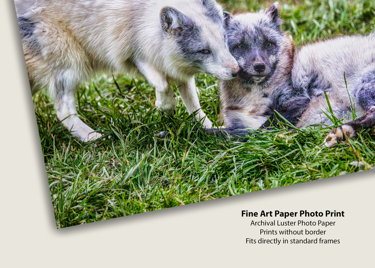 Amor de cachorro en el Ártico