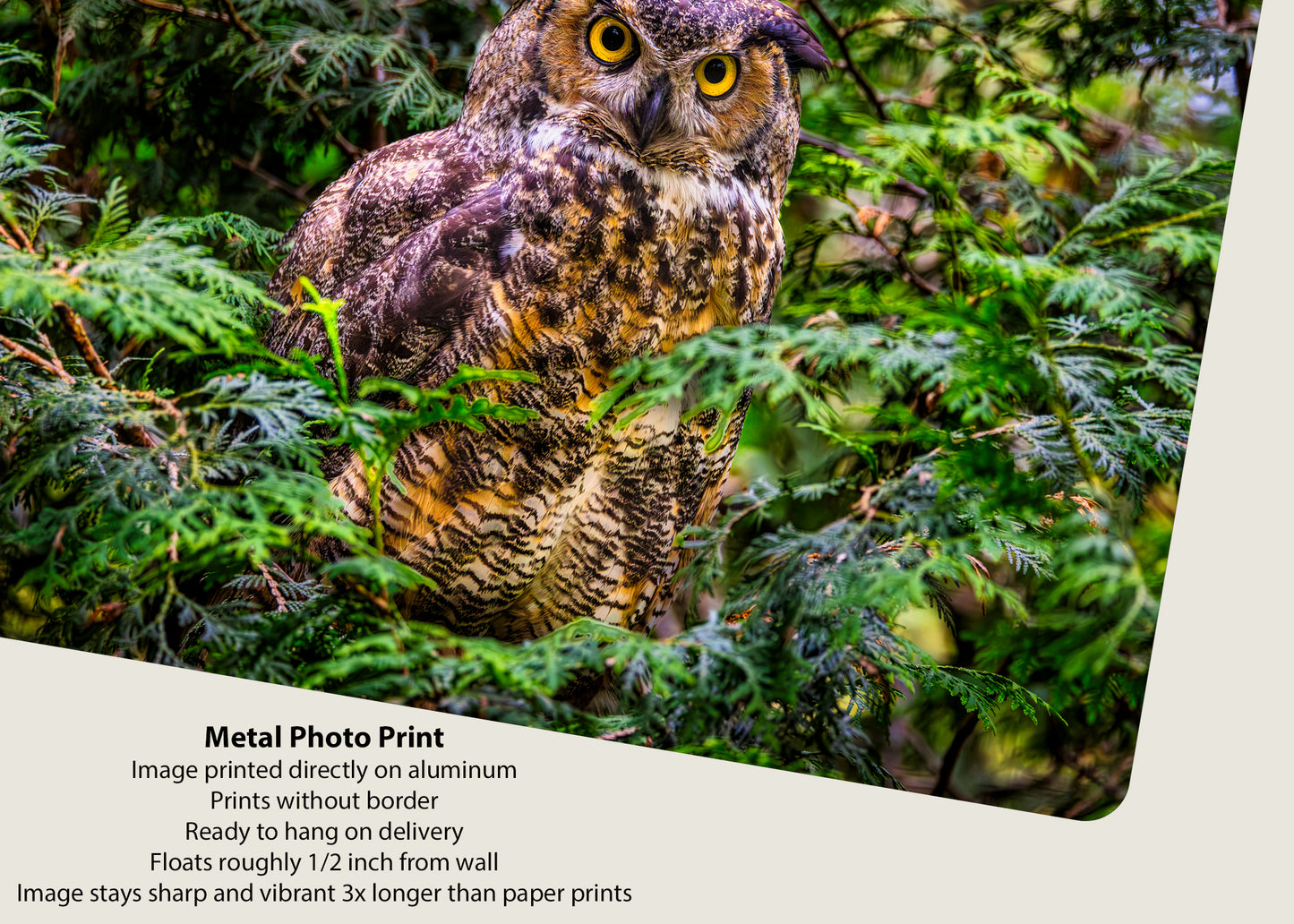 Hooting Hunter in Hiding