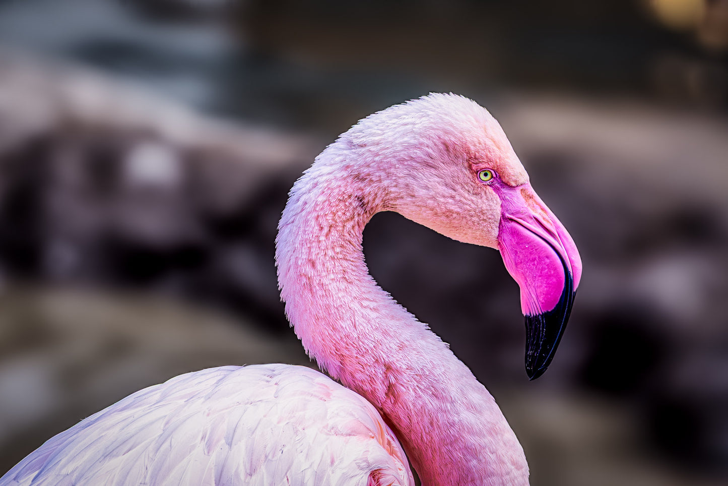 The Pink Profile