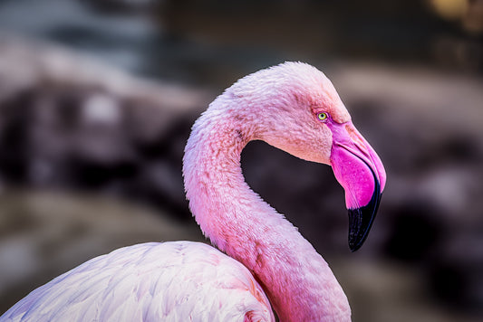 The Pink Profile