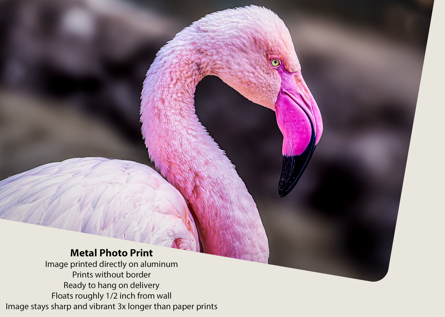 The Pink Profile