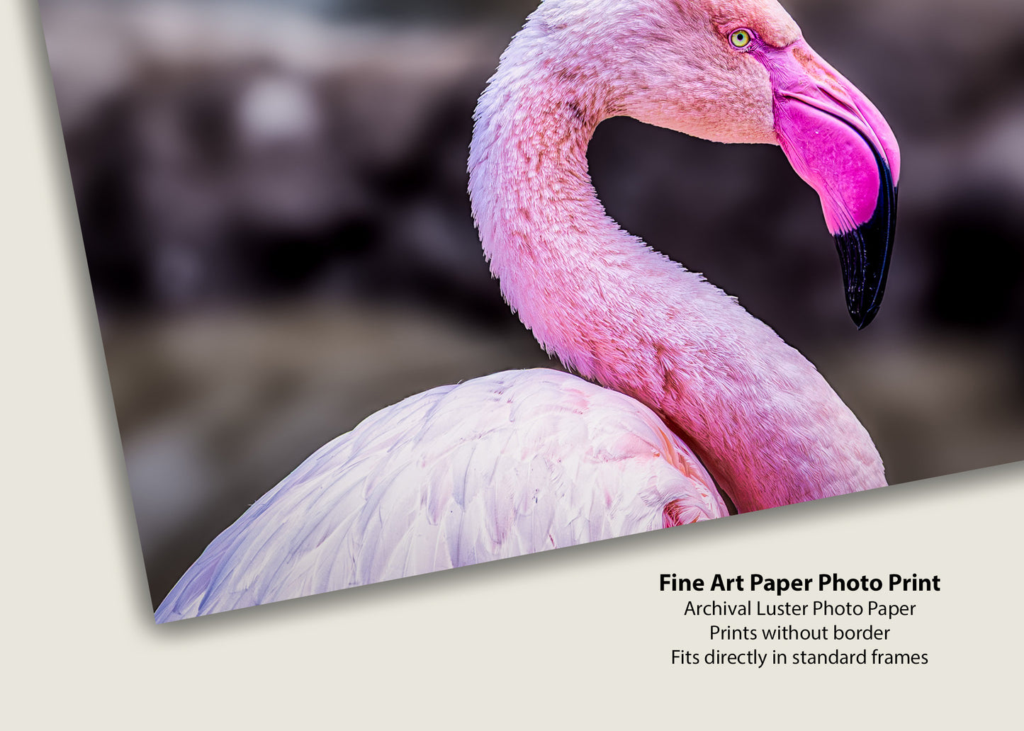The Pink Profile