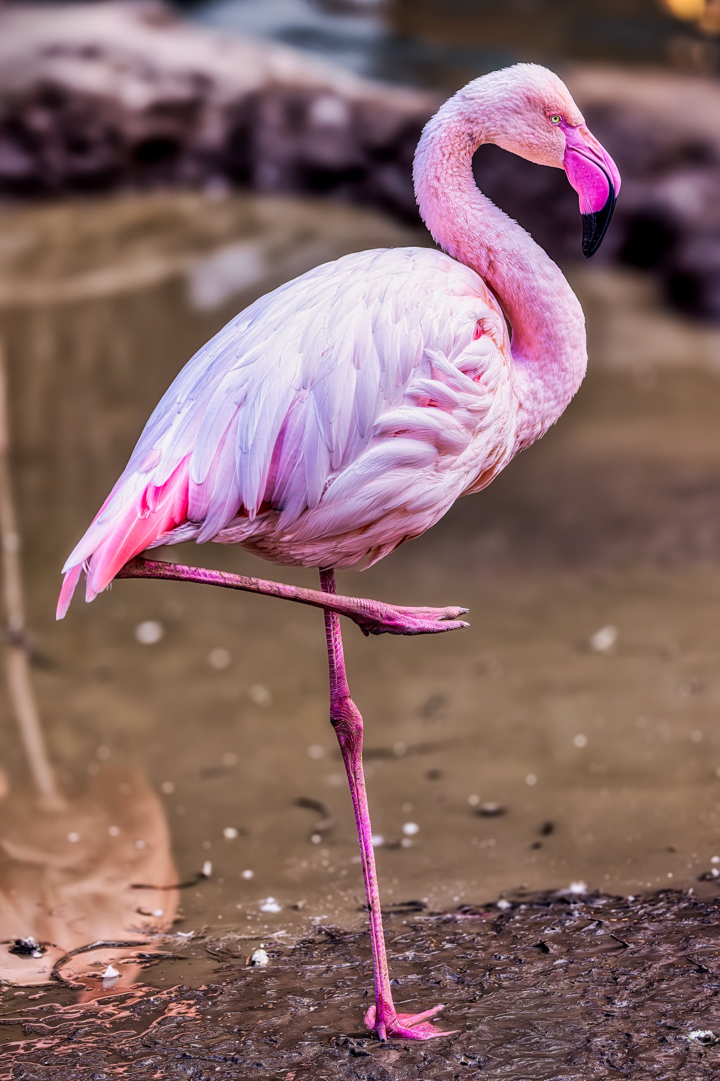 A Pink Leg to Stand On