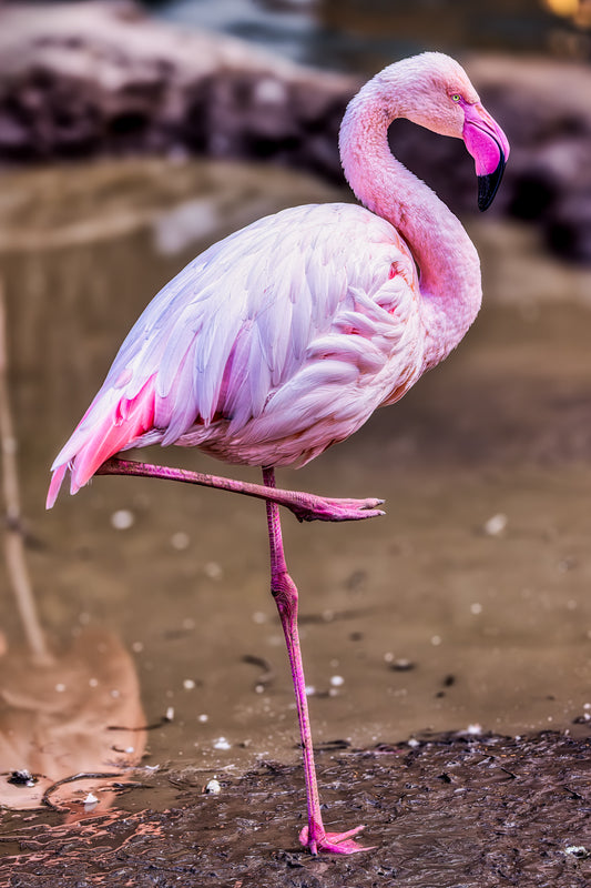 A Pink Leg to Stand On