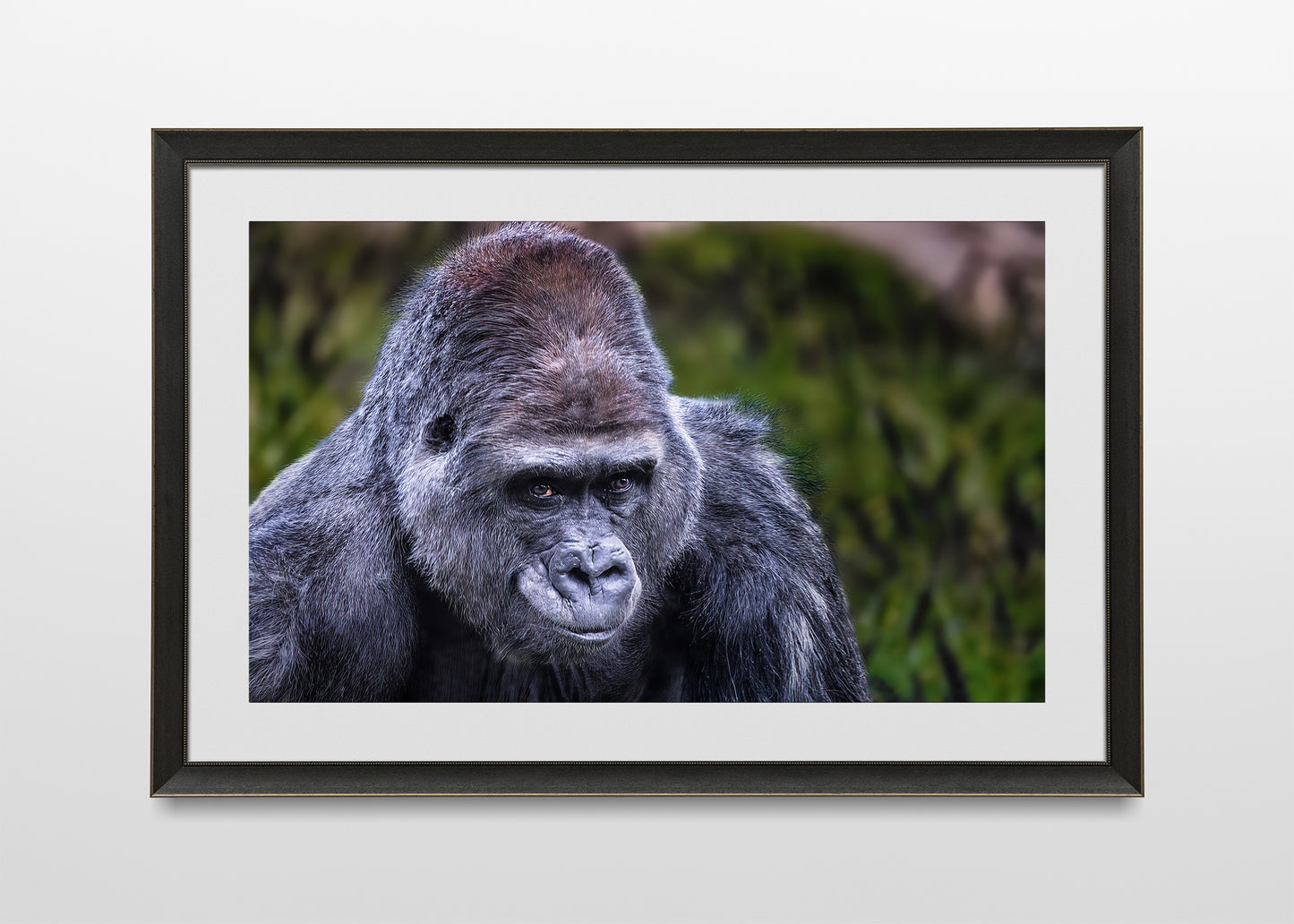 El lomo plateado vigilante