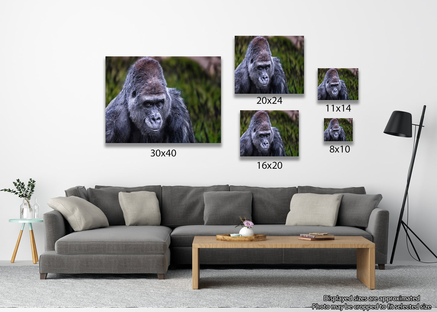 El lomo plateado vigilante