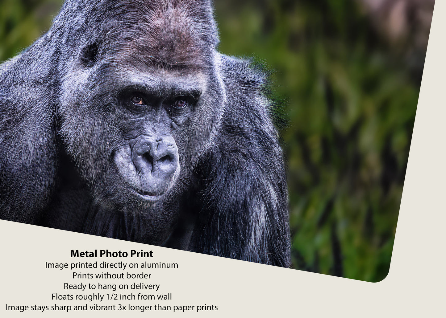 El lomo plateado vigilante