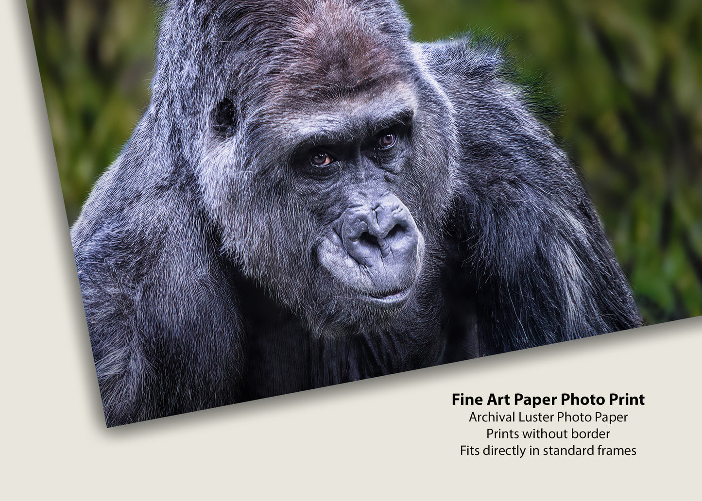 El lomo plateado vigilante