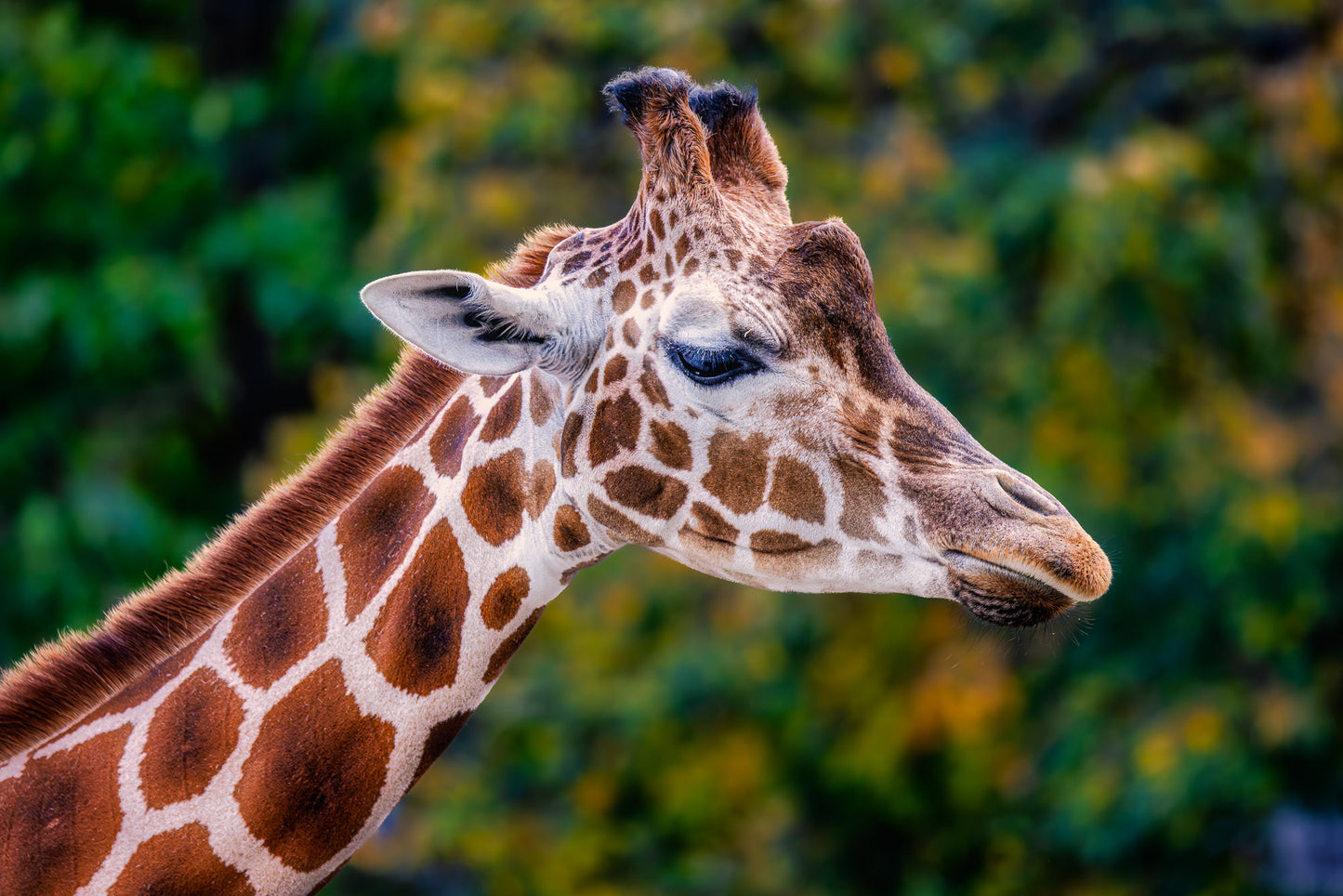 Giraffe in Profile