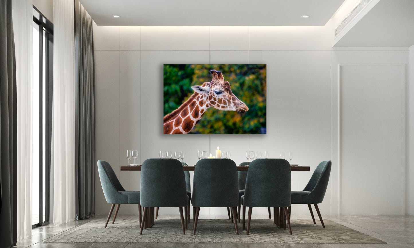 Giraffe in Profile