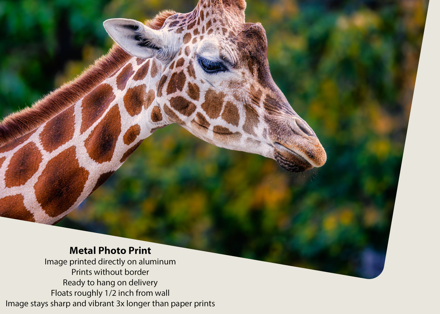 Giraffe in Profile