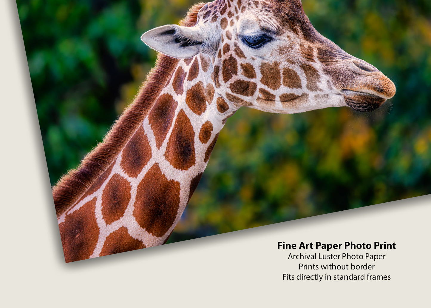 Giraffe in Profile