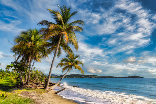 Blue Sky Over Puerto Rican Palms
