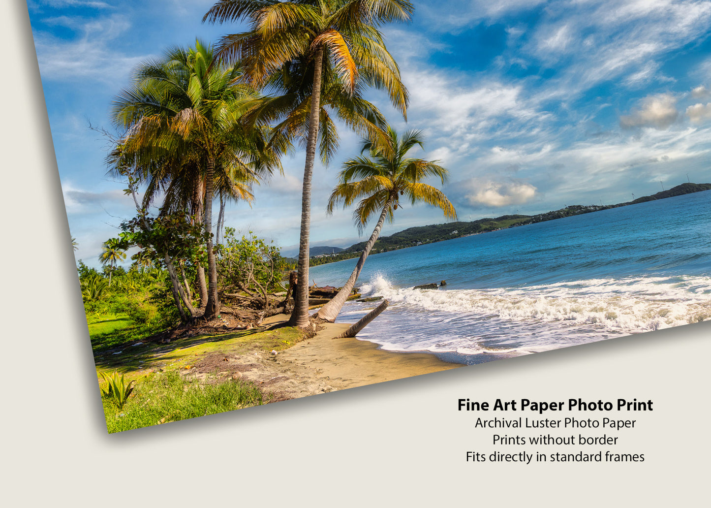 Blue Sky Over Puerto Rican Palms