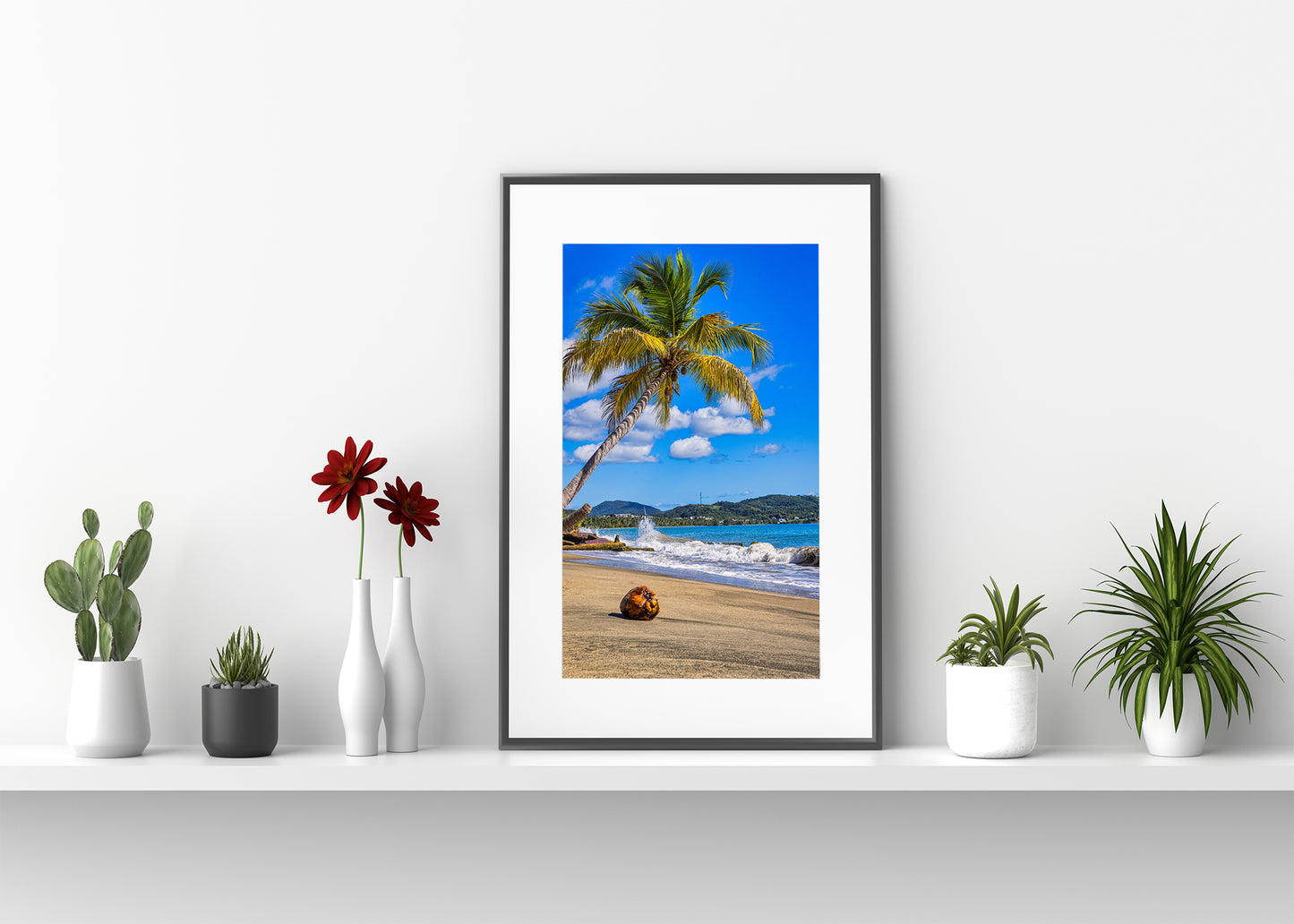 Coconut Beneath Caribbean Palms