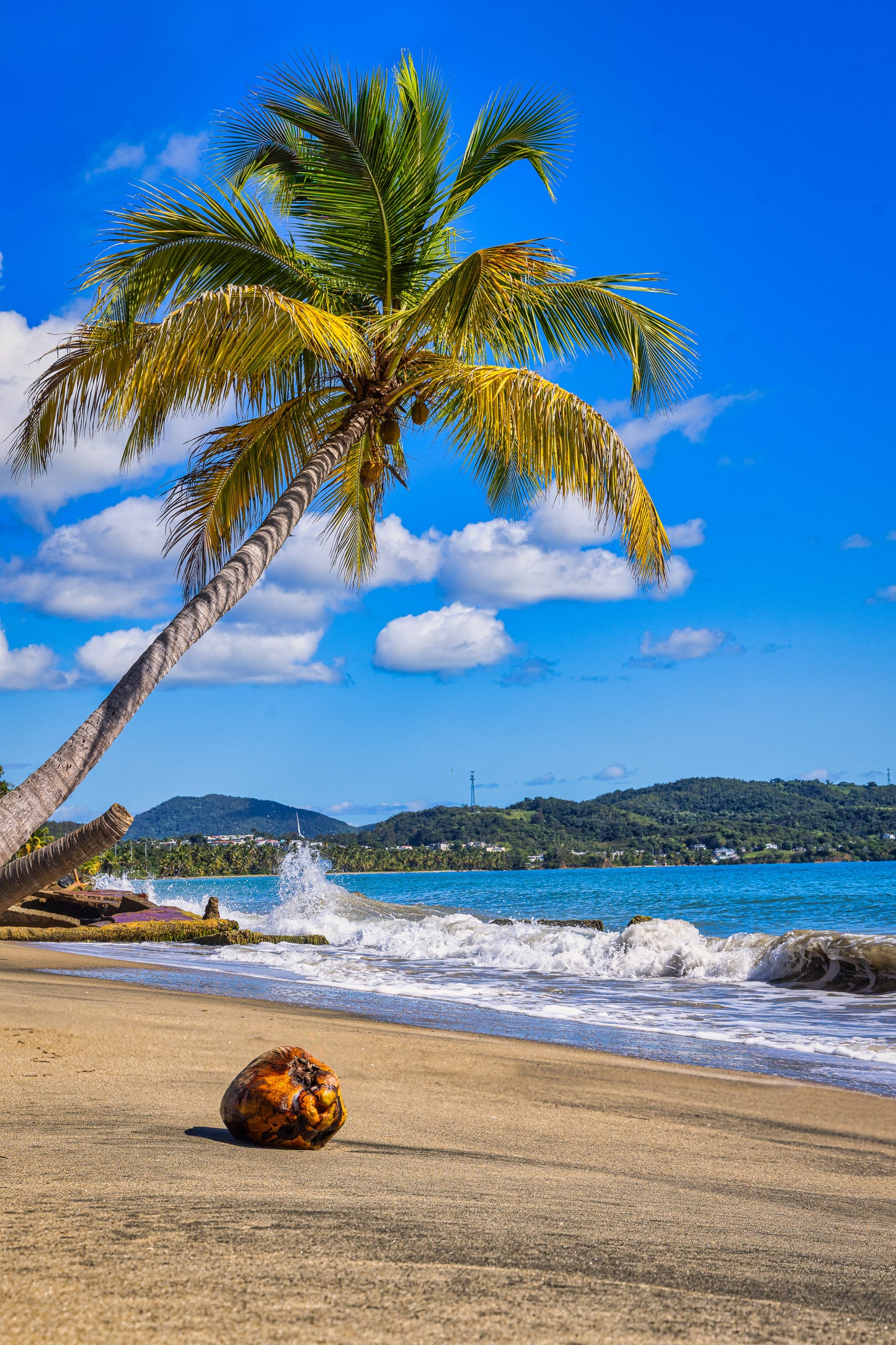 Coconut Beneath Caribbean Palms
