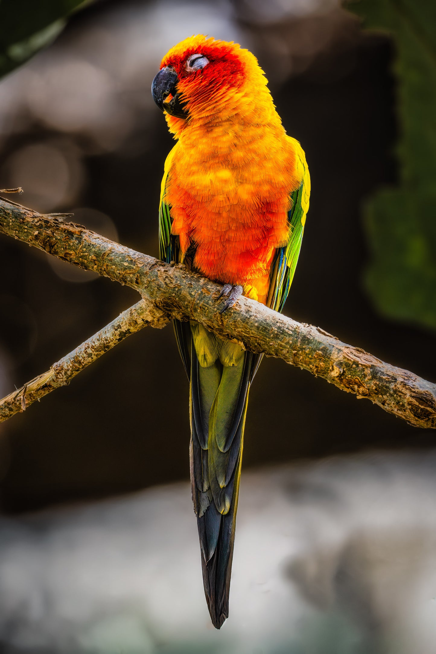 Sun Parakeet Portrait