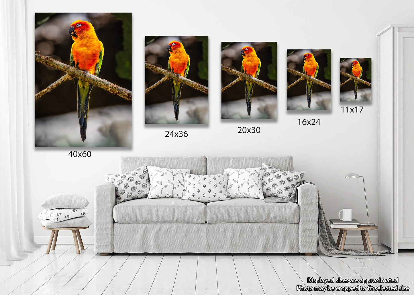 Sun Parakeet Portrait