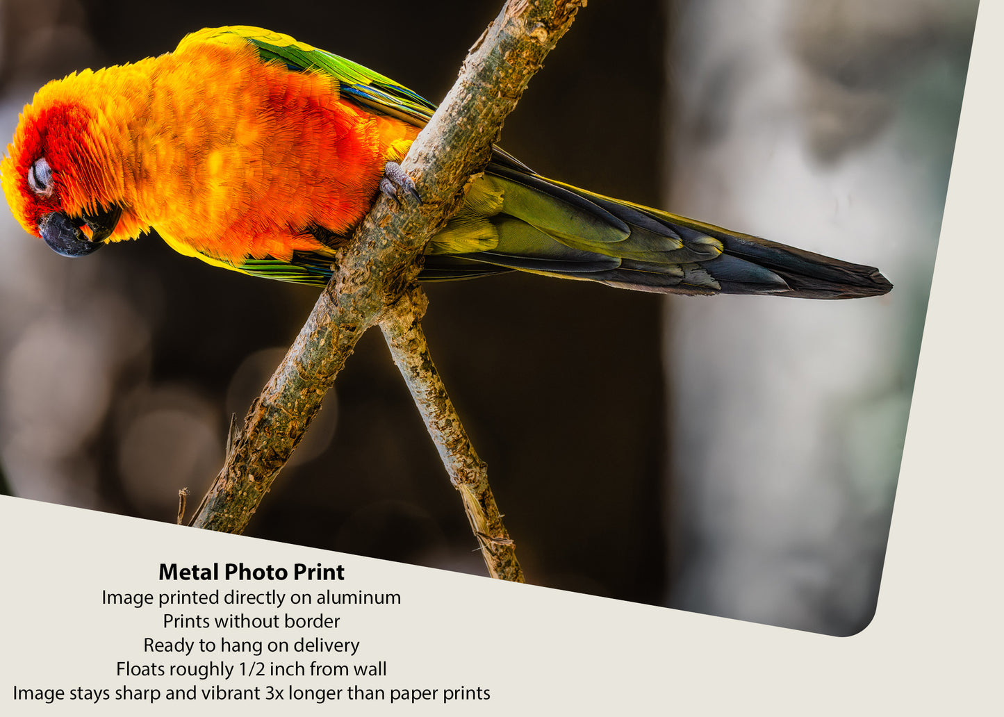 Sun Parakeet Portrait
