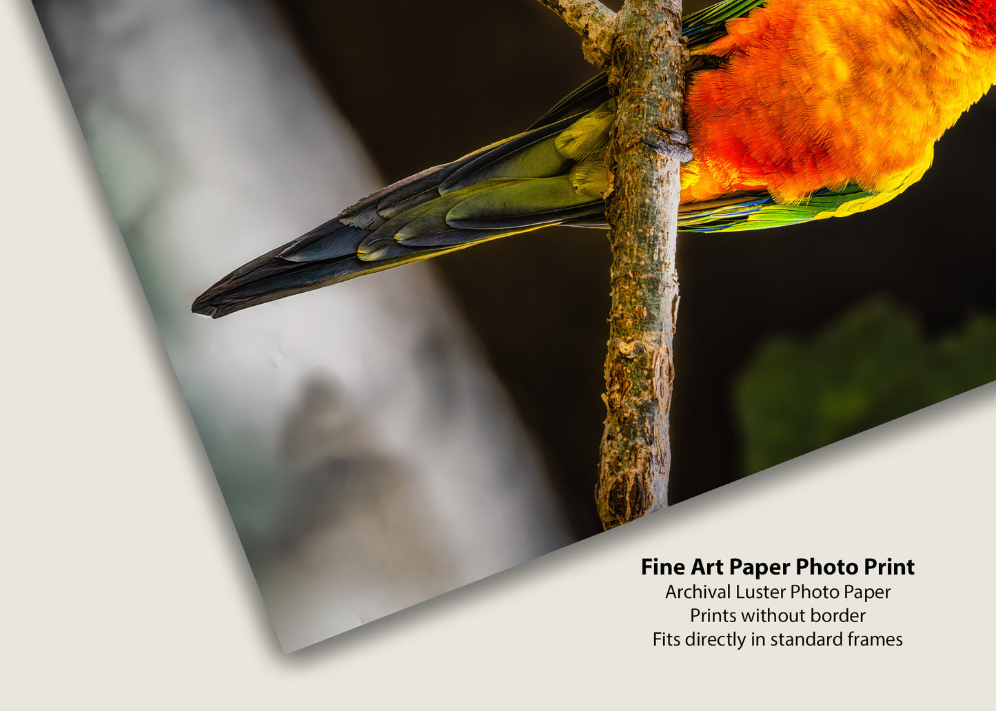 Sun Parakeet Portrait