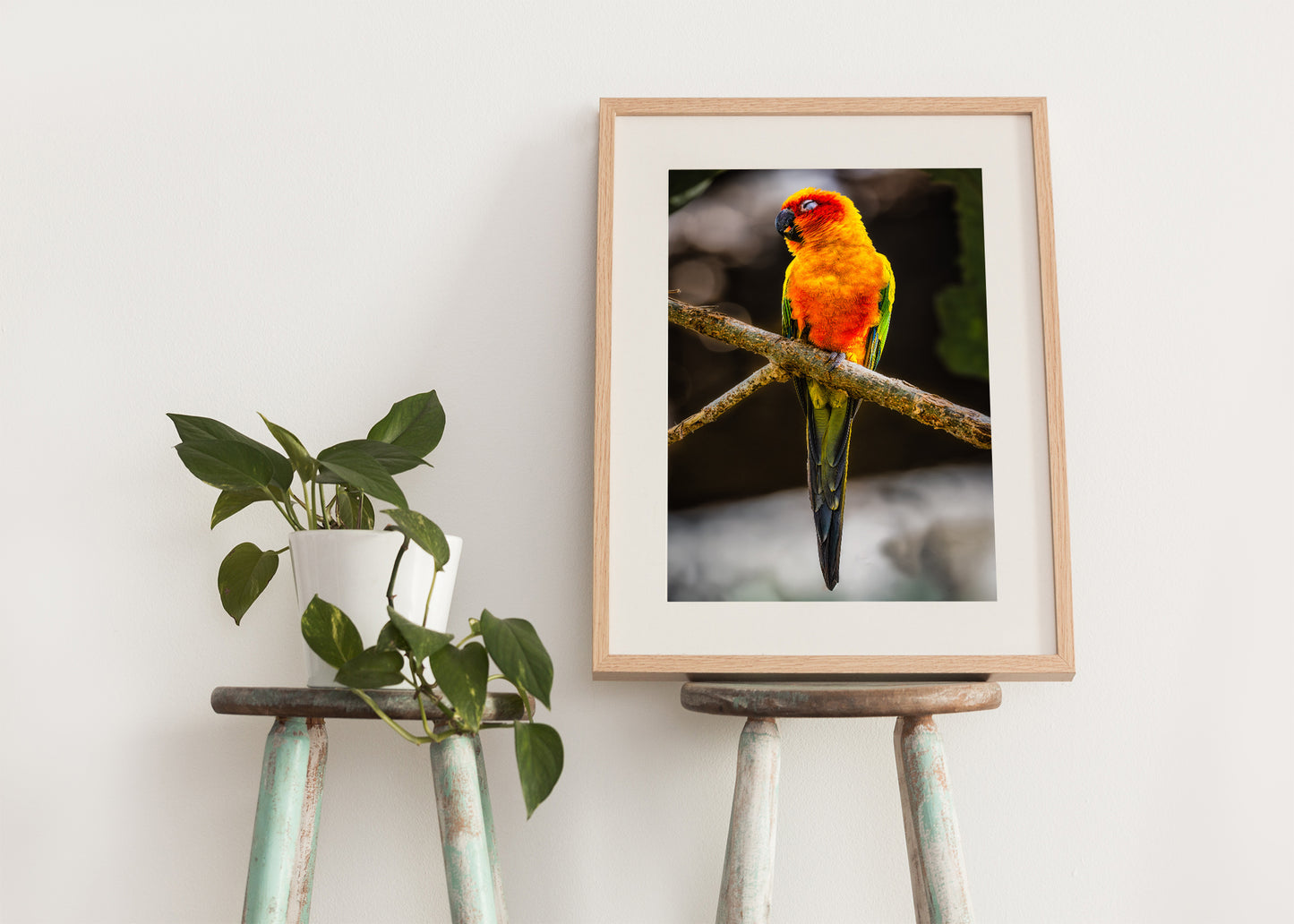 Sun Parakeet Portrait