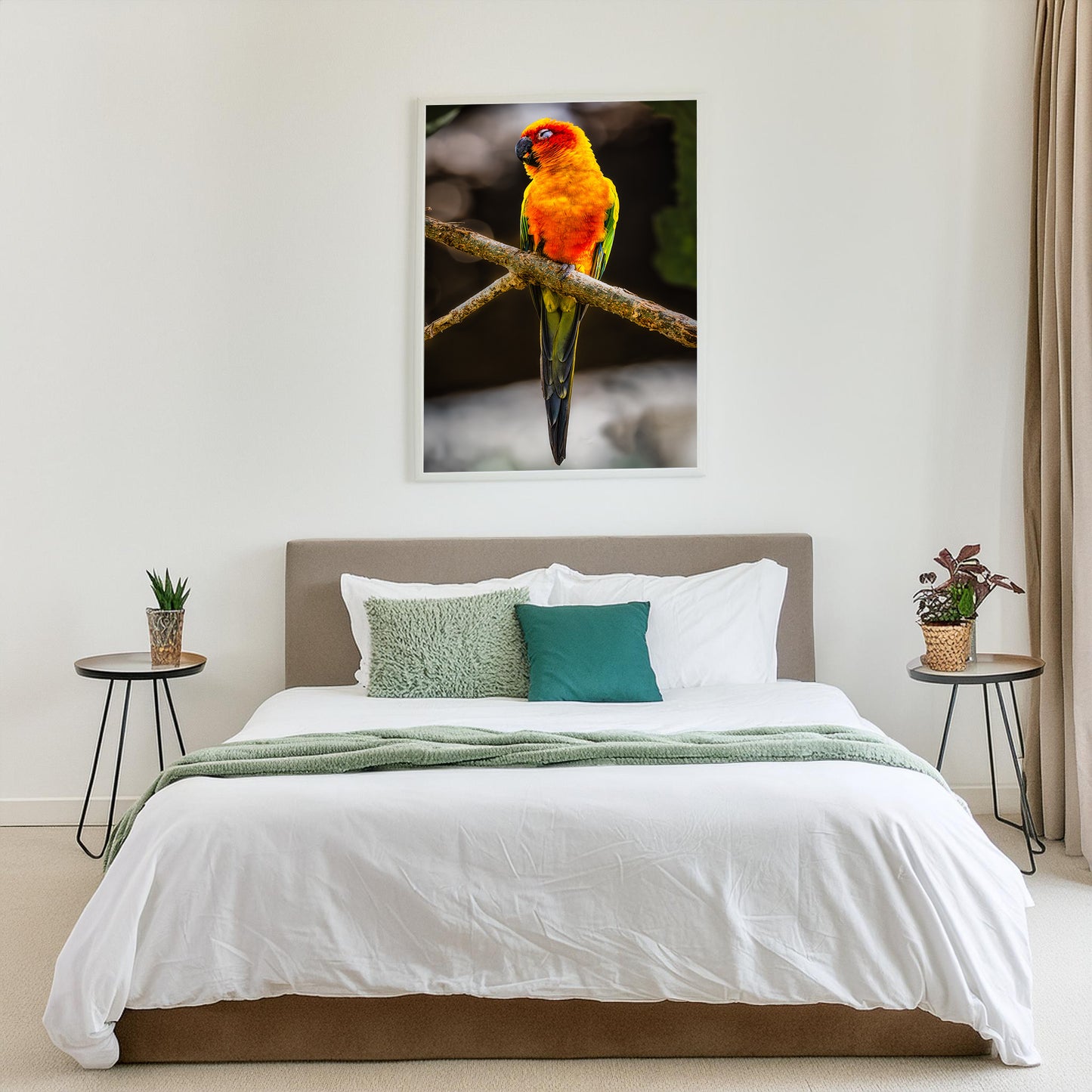 Sun Parakeet Portrait