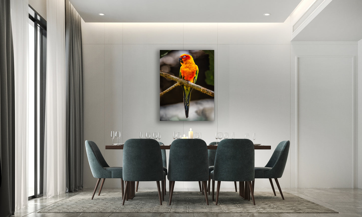 Sun Parakeet Portrait