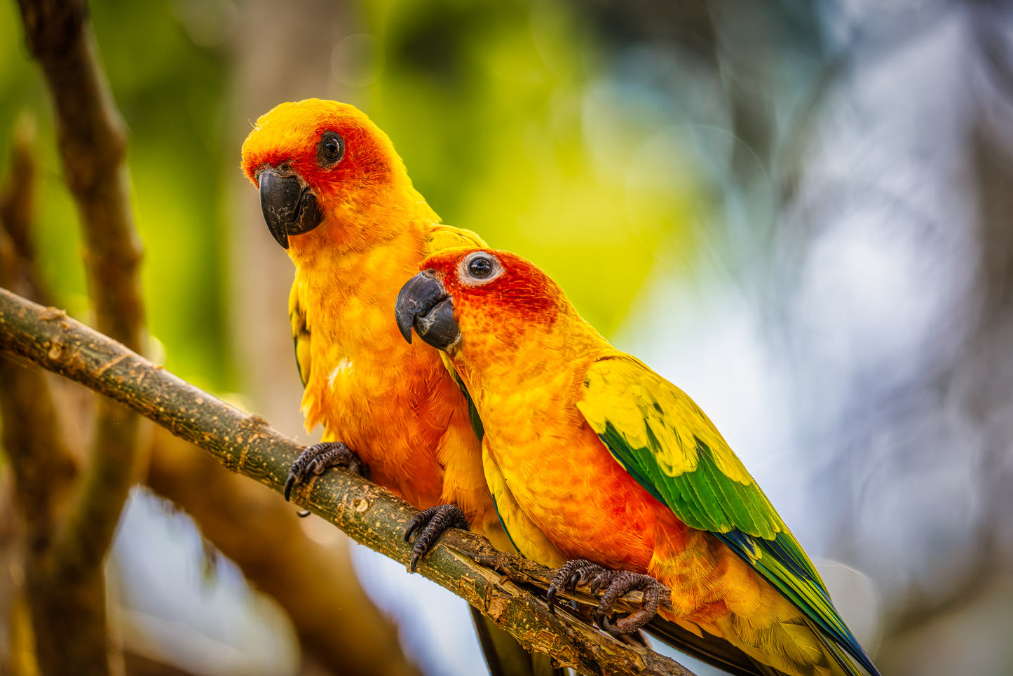 Paired Parrots in Puerto Rico
