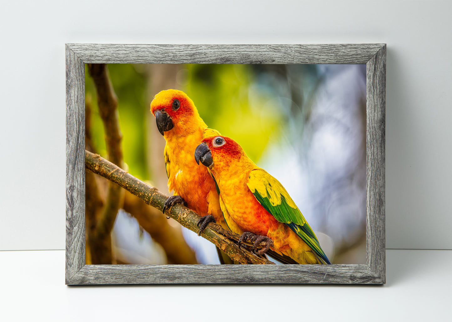 Paired Parrots in Puerto Rico
