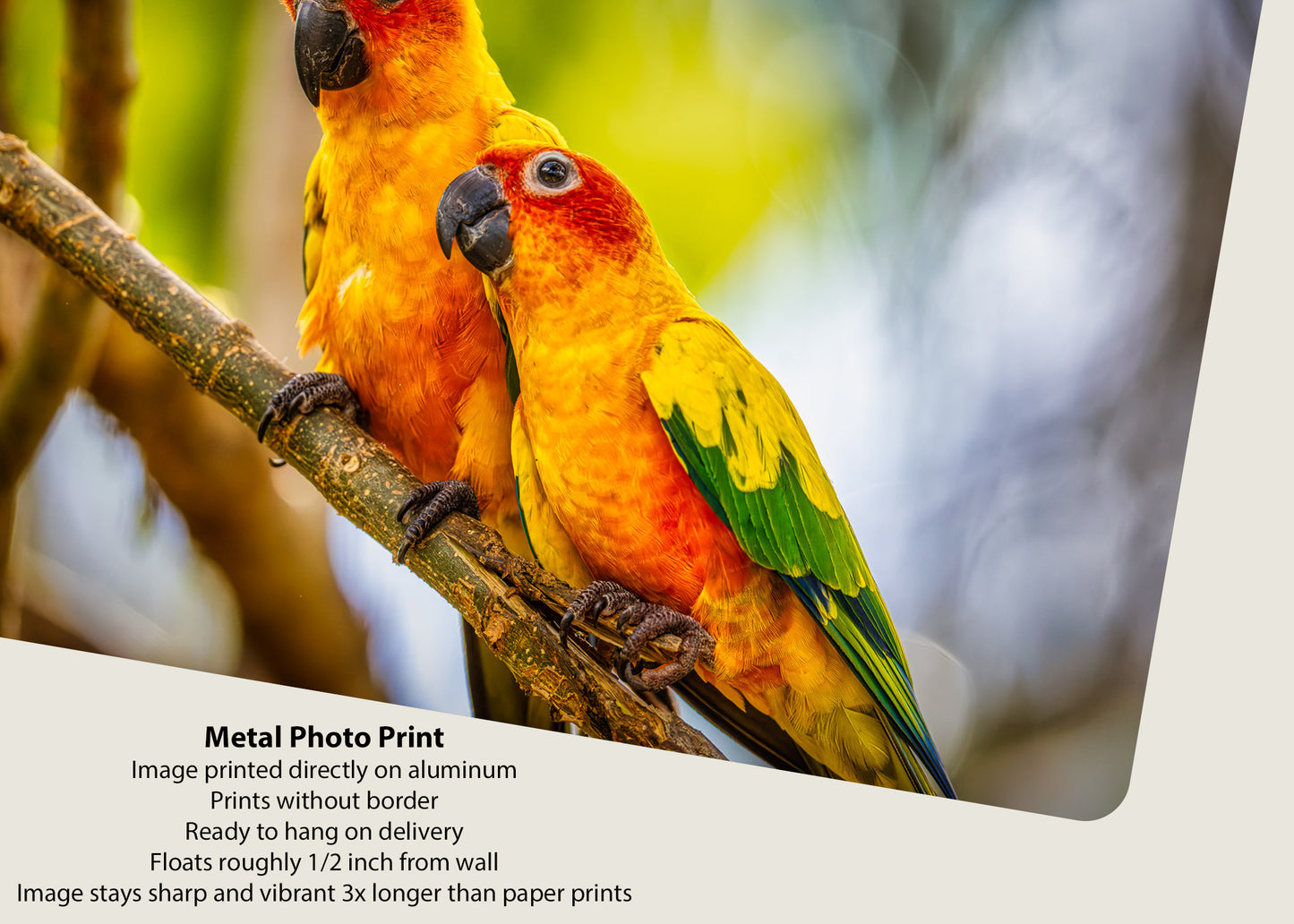 Paired Parrots in Puerto Rico