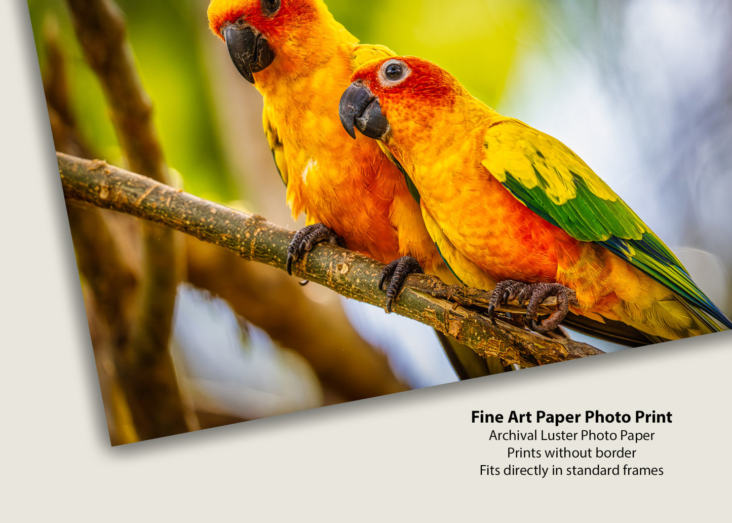 Paired Parrots in Puerto Rico