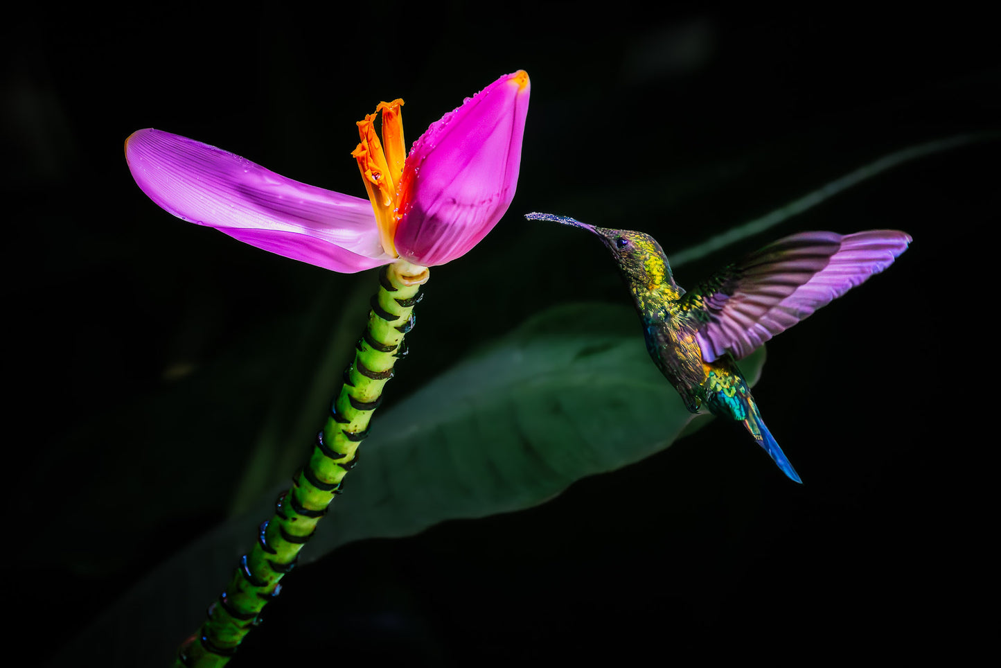 Nectar in the Dark