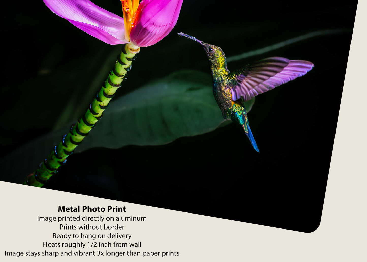 Nectar in the Dark
